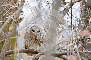 Barred owl feeding