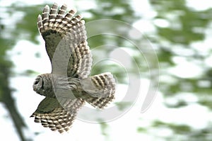 Barred owl in flight