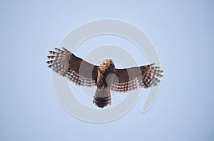 Barred owl in flight