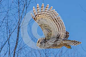 Barred owl in flight