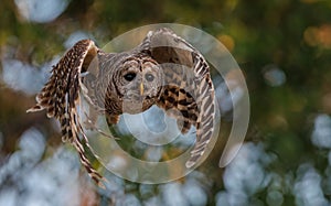 Barred Owl in flight