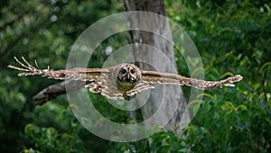 Barred Owl in flight