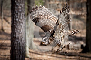 Barred Owl in Flight