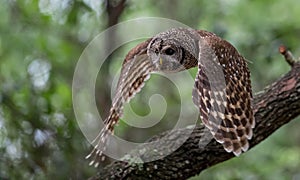 Barred Owl in Florida