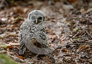 A barred owl in Florida