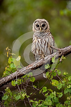 A barred owl in Florida