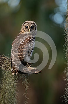 A barred owl in Florida