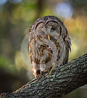 A barred owl in Florida