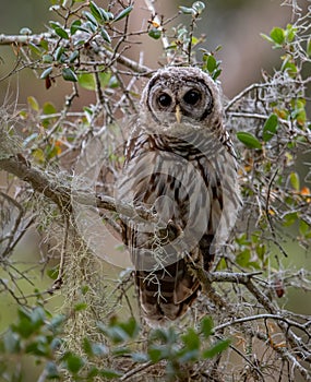 A barred owl in Florida