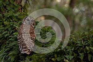 A Barred Owl in Florida