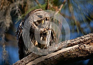 A Barred Owl in Florida