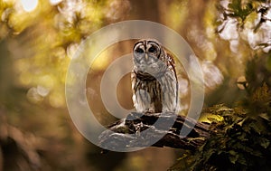 A Barred Owl in Florida