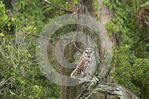 Barred Owl Florida photo