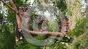 A barred owl in Florida Video Clip in 4k