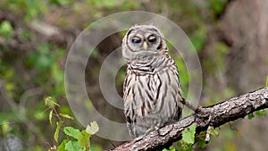 A barred owl in Florida Video Clip in 4k