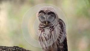 A barred owl in Florida Video Clip in 4k