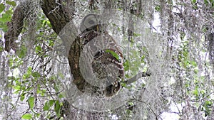 Barred Owl in Florida woods