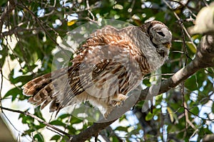 A barred owl fluffs her feathers.