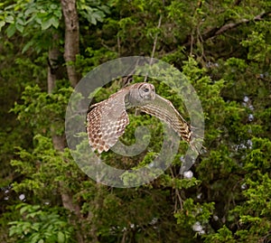 Barred owl flying in a forest