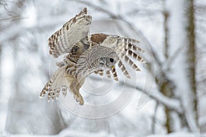 Barred owl flying in the forest