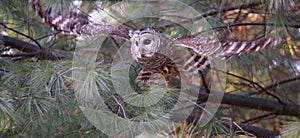 Barred Owl flying in the forest on a green background, Quebec
