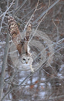 Barred Owl flying in the forest, Quebec