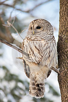 Barred owl in the forest