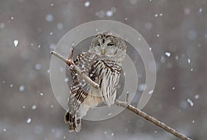 Barred owl in forest during winter