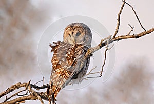 Barred owl in forest during winter