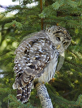 Barred Owl (halfturn)