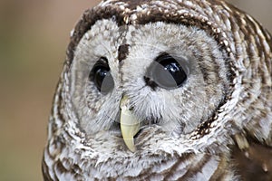 Barred Owl Head Shot