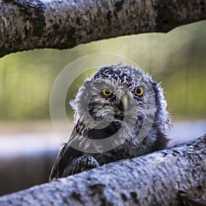 Barred Owl with head turned