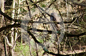 Barred owl hunting watching for prey April 2023