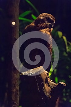 Barred Owl inside the dark forest at night