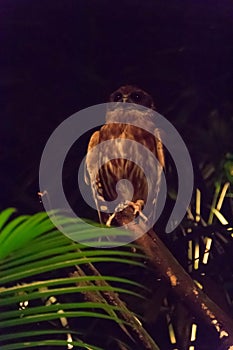 Barred Owl inside the dark forest at night