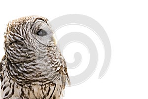 Barred Owl Isolated