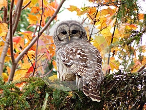 Barred owl photo