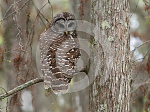 Barred Owl Looking Down at the Camera While Resting in a Bald Cypress Tree