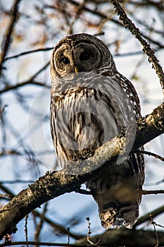 Barred owl on branch