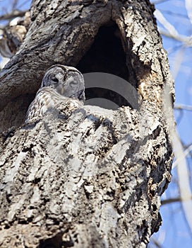 Barred Owl looking downward from perch