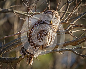 Barred Owl Majesty in Winter in Illinois