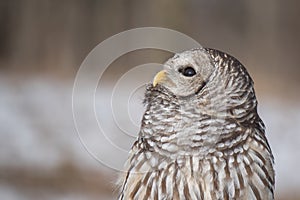 Barred Owl