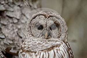 Barred Owl in Millbrook, NY