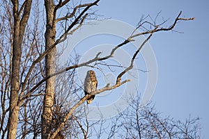 Barred owl in natural habitat