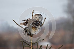 Barred owl in nature during winter