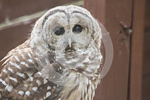 The barred owl or the northern barred owl, striped owl, hoot owl, eight-hooter owl, is a North American species.