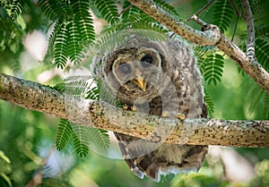 Barred Owl in Northern Florida