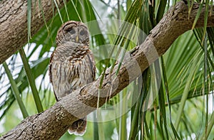 Barred Owl in Northern Florida