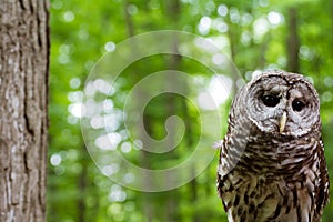 Barred owl outdoors