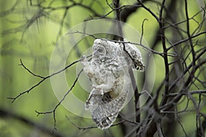 A Barred owl owlet hanging onto a branch against green background in the forest in Canada